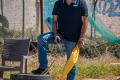 DAF_8234